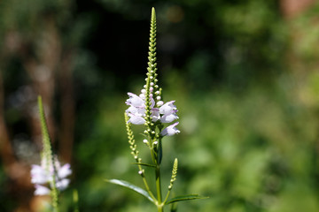 White flowers on the green background.