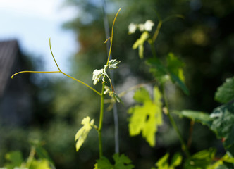 Bright Green Fresh Grape Vine Leaves