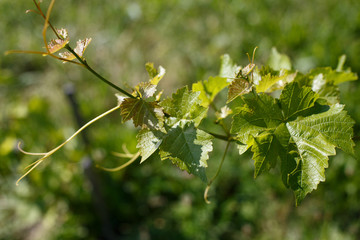 Bright Green Fresh Grape Vine Leaves
