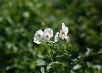White flowers of a potato on green background.