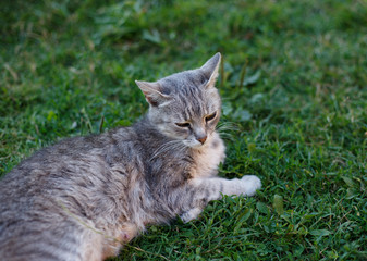 Little kitten lying in green grass in spring