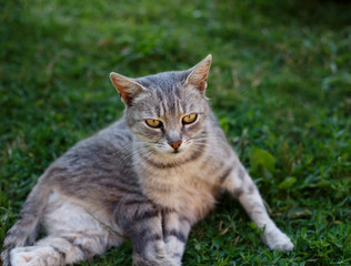 Little kitten lying in green grass in spring