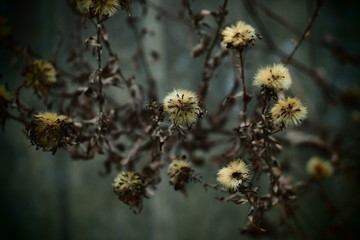 Obraz premium OLYMPUS DIGITAL CAMERA