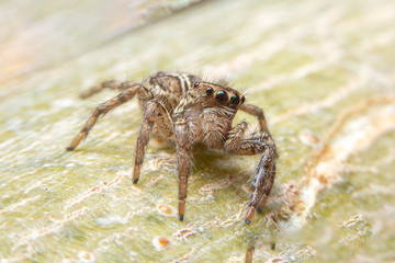 Close up of the Jumping spiders on green leaf in the gaeden. The Salticidae on tree  with green eyes.