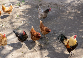 group of chickens in an outdoor corral, chicken run