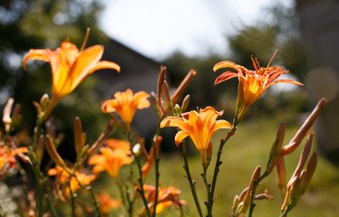 Orange lily, fire lily, tiger lily, or lilium bulbiferum. Flowers and buds in the garden. Selective focus.