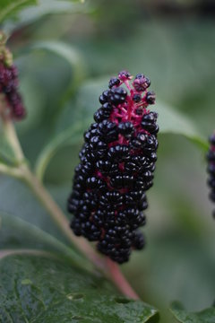 Phytolacca americana poisonous berries but juicy and attractive