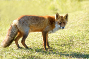 A magnificent wild Red Fox, the fox looks straight into the camera