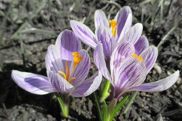 Striped purple crocuses in early spring