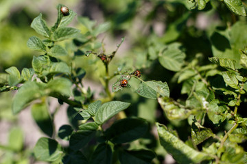 Colorado beetle eats a potato leaves young. Pests destroy a crop in the field. Parasites in wildlife and agriculture.