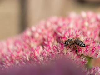 Bee collecting honey from pink flowers