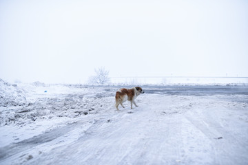 Fototapeta na wymiar campagne roumaine en hiver
