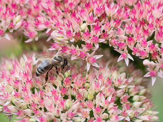 Bee collecting honey from pink flowers