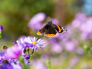 Red admiral butterfly (vanessa atalanta) flying away from Chrysanthemums flower