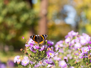 Red admiral butterfly (vanessa atalanta) sitting on Chrysanthemums flower