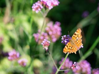 Comma butterfly (Polygonia c-album) sitting on flower