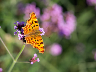 Comma butterfly (Polygonia c-album) sitting on flower