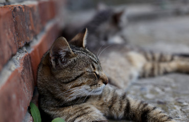 Little cat lying on the concrete near the brick wall.