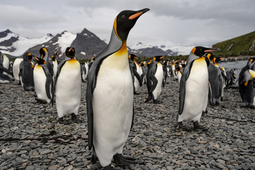 group of penguins in antarctica