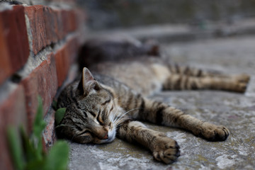 Little cat lying on the concrete near the brick wall.