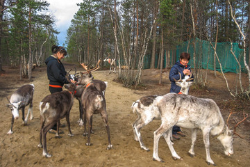 Two women feed reindeer, Sami, saami village on the Kola Peninsula, Russia. Tourist ethnographic parking. Settlement Old Titovka, Murmansk region.