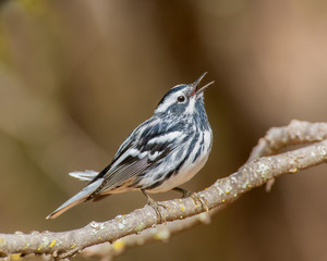Black and White Warbler singing in the morning