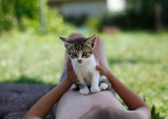 Little cat is holding by a boy's hands. © Мар'ян Палюшок