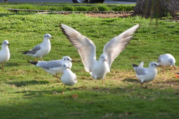 White pigeons  