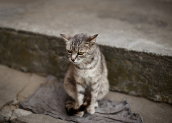 Portrait of a light grey common cat looking to a prey