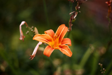 Obraz premium Orange lily, fire lily, tiger lily, or lilium bulbiferum. Flowers and buds in the garden. Selective focus.