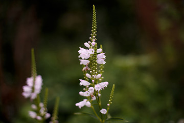 White flowers on the green background.
