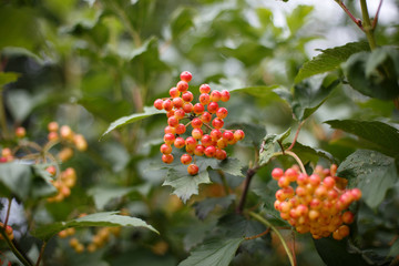 red viburnum berries ripen on a branch