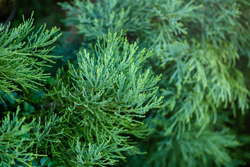 Closer look at the twig of conifer tree. Selective focus, copy space. Green background, wallpaper.
