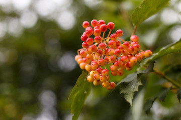 red viburnum berries ripen on a branch
