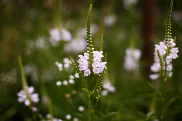 White flowers on the green background.