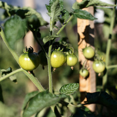 Green tomatoes. Agriculture concept.