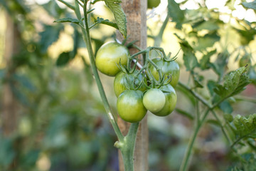 Green tomatoes. Agriculture concept.