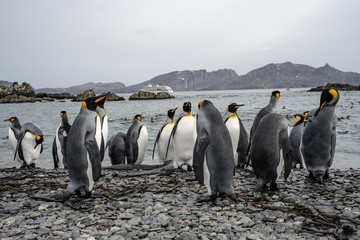 Obraz premium group of penguins in antarctica