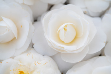 Obraz na płótnie Canvas camellia