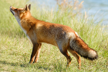 A magnificent wild Red Fox, the fox looks up, water in background