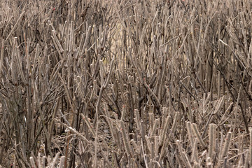 Fototapeta premium prickly bushes of rose hips or roses with cut trunks and branches for better growth in early spring
