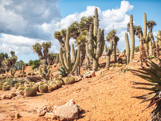 cactus set in desert area