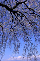 富士山の上で舞う枝垂れ桜