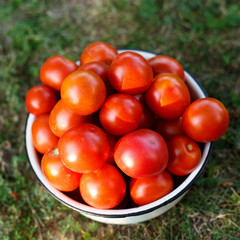Red cherry tomatoes in a bowl on green grass