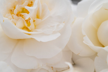 closeup of white camellia