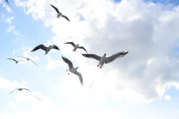 mouettes