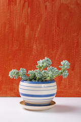 Succulents on red background，Sedum clavatum