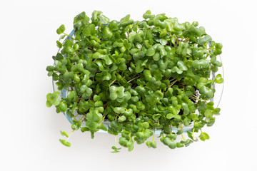 Fototapeta na wymiar Sprouted radish seeds microgreens in box on white. Seed Germination at home. View from above. Concept Vegan and healthy eating. Growing sprouts.