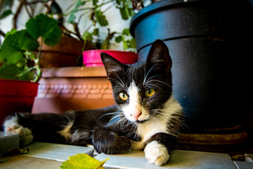 Cat relaxing between pot plants on the Plaka in Athens