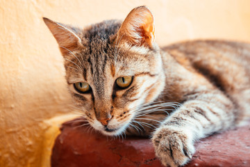 Cat waking up on the steps on the Plaka in Athens